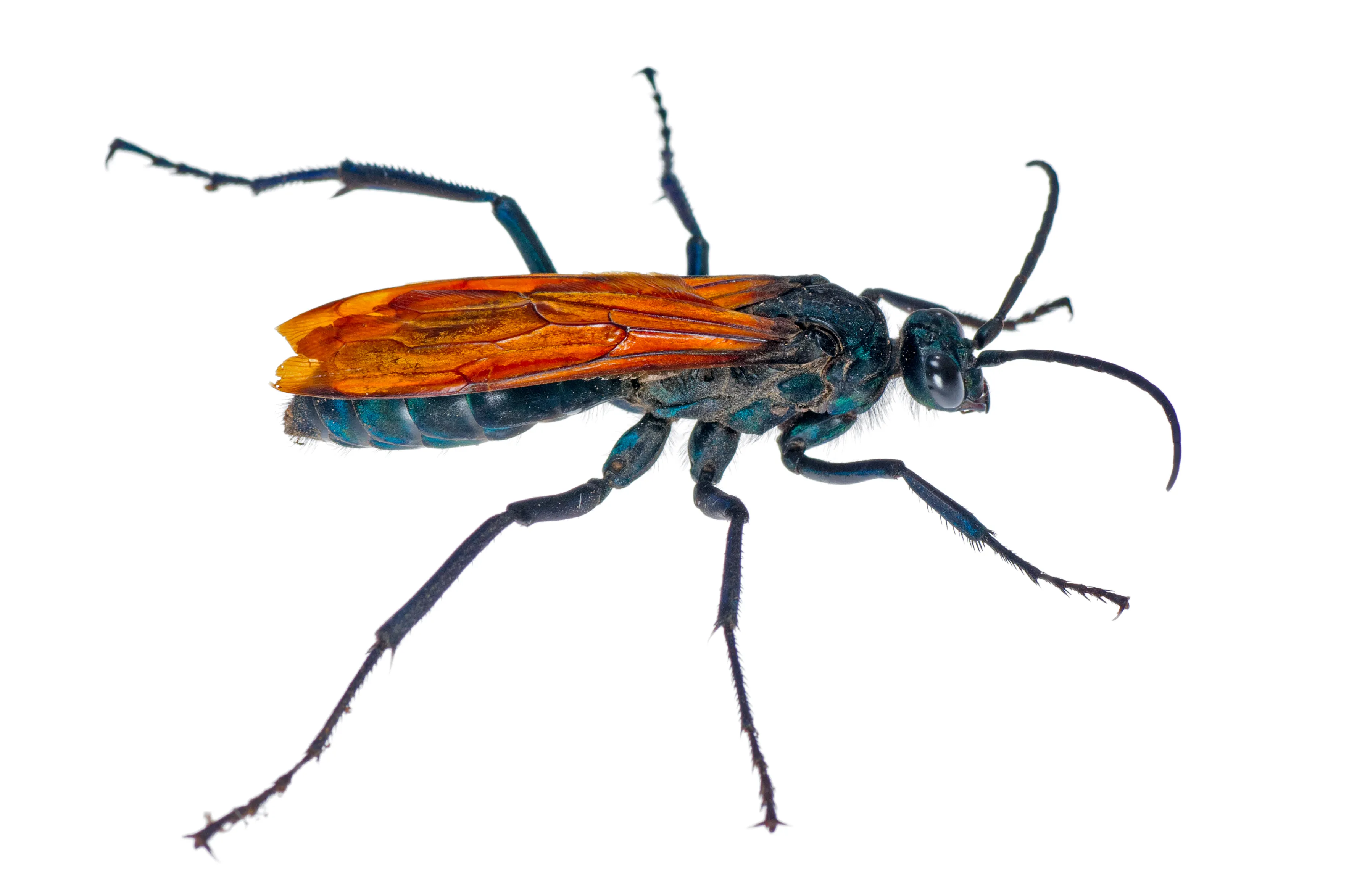 17224 tarantula hawk enclosure
