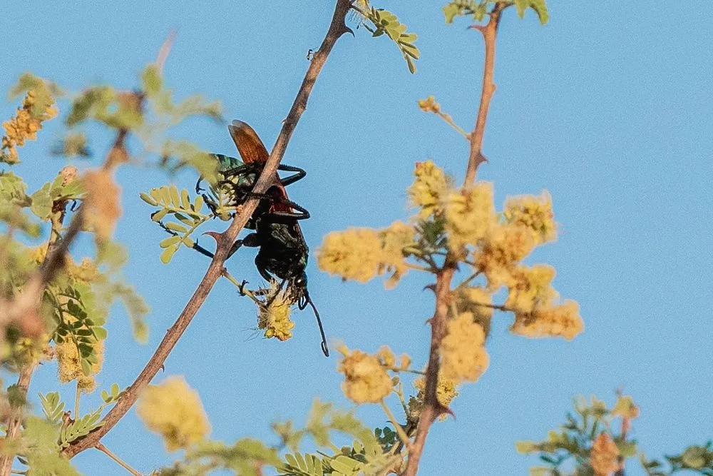 17224 tarantula hawk feeding