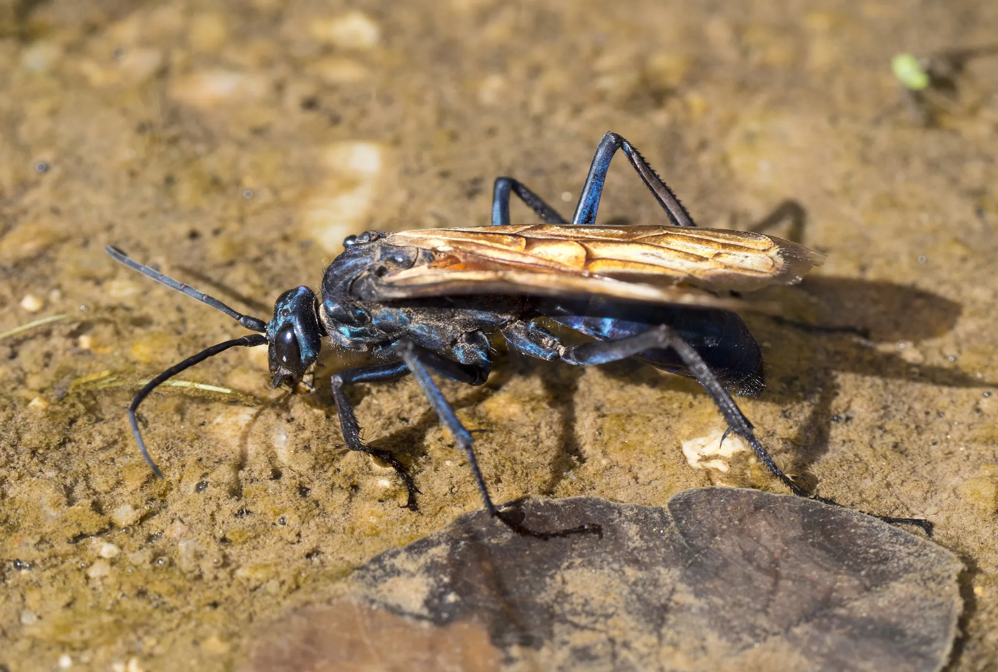 17224 tarantula hawk handling