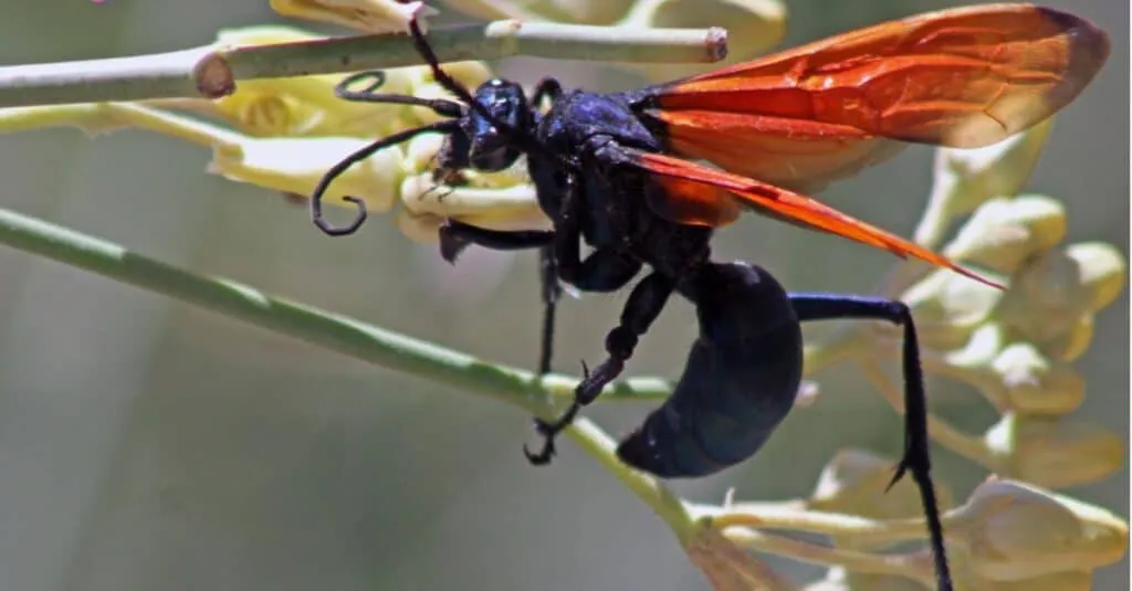 17224 tarantula hawk watering
