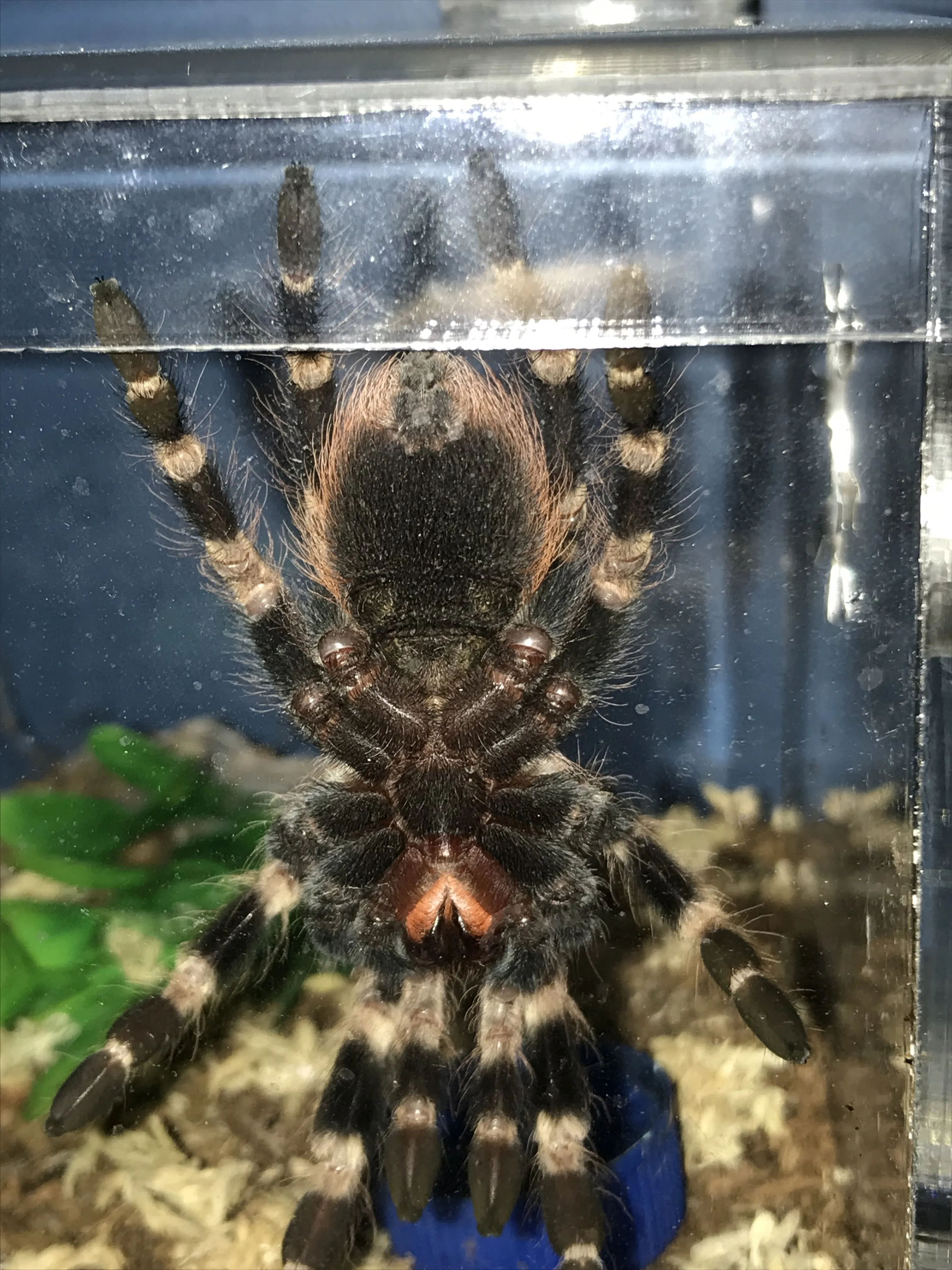 17225 tarantula enclosure
