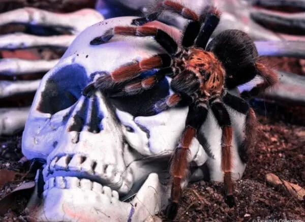 17225 tarantula feeding