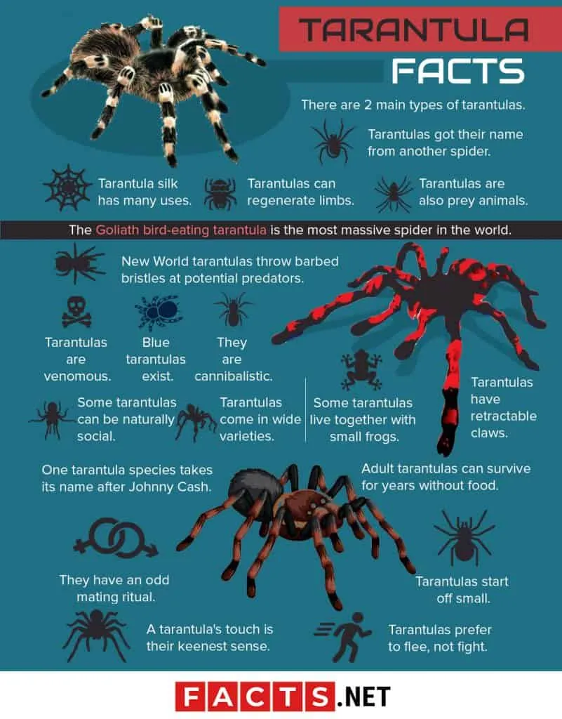 17226 tarantula biting prey
