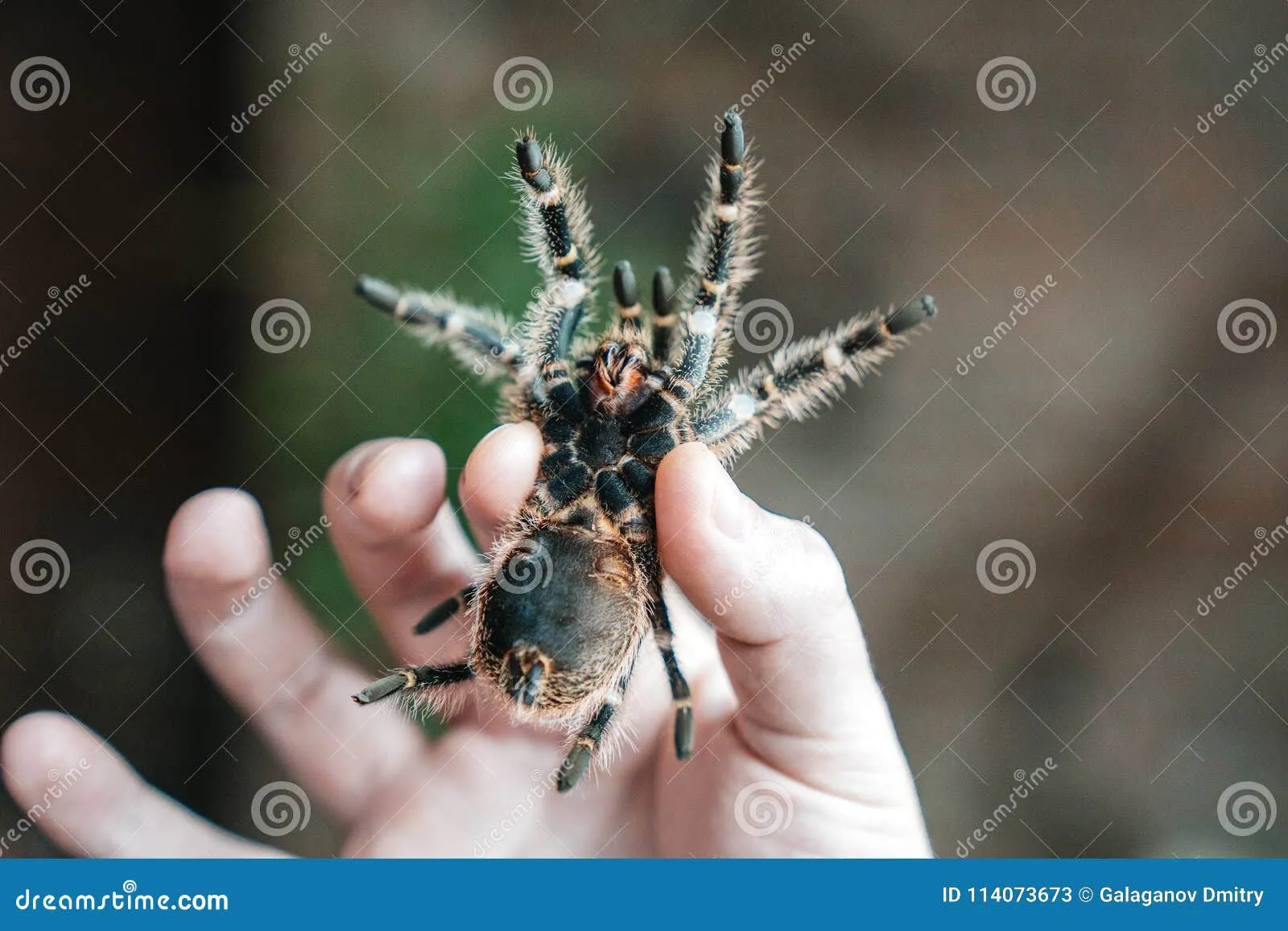 17226 tarantula climbing