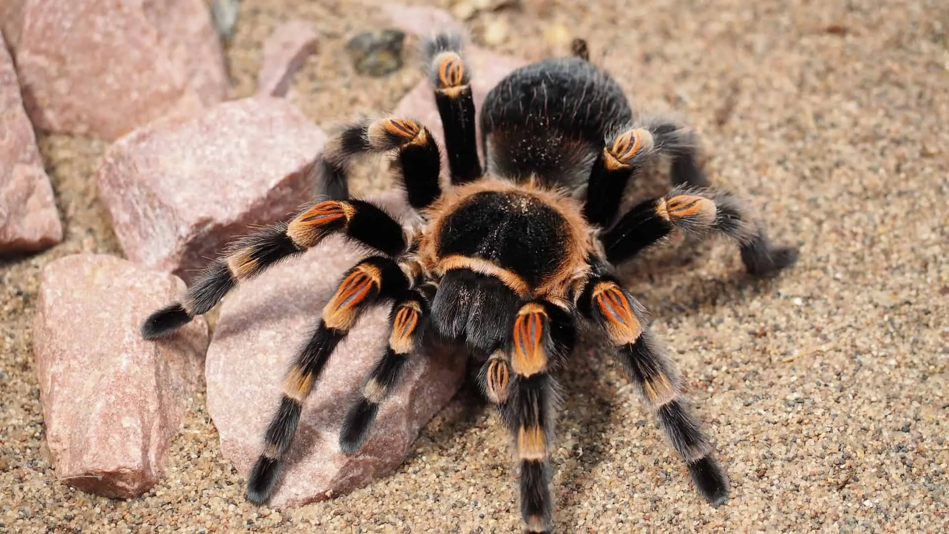 17226 tarantula teeth location