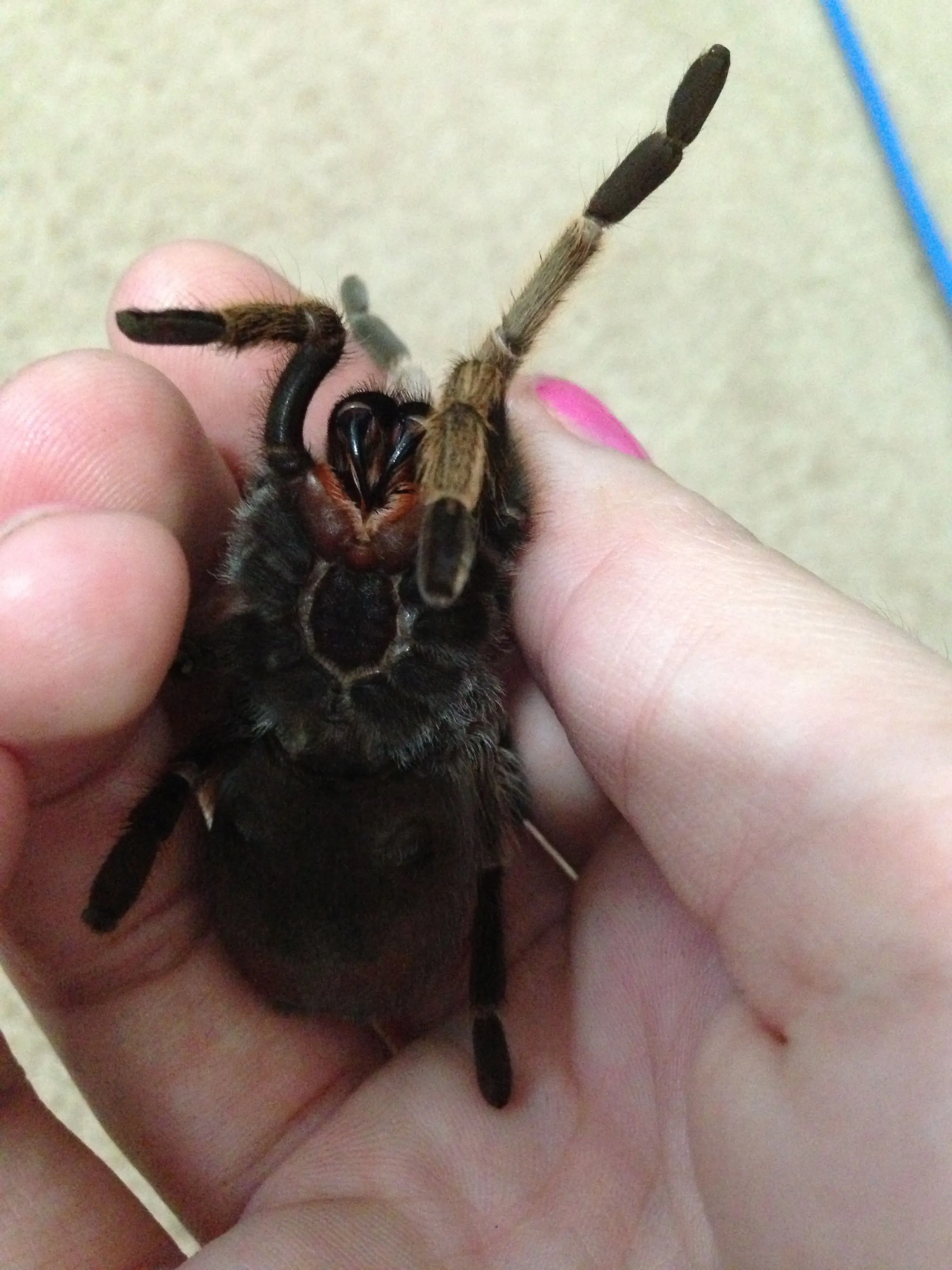 17226 tarantula teeth regeneration