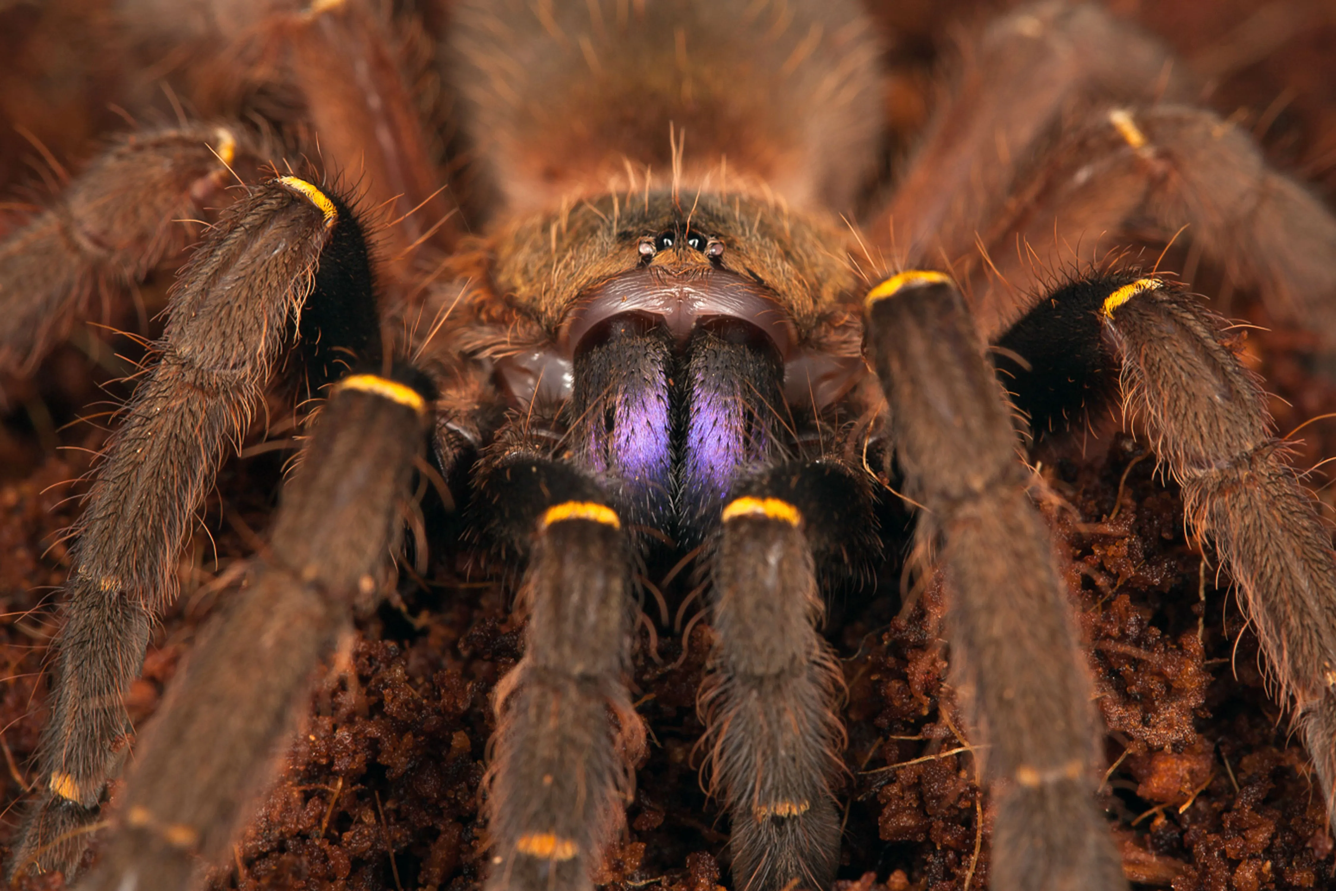 /img/17226-tarantula-teeth-size-variation.webp
