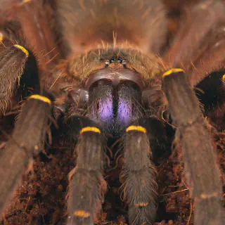 /img/17226-tarantula-teeth-size-variation.webp