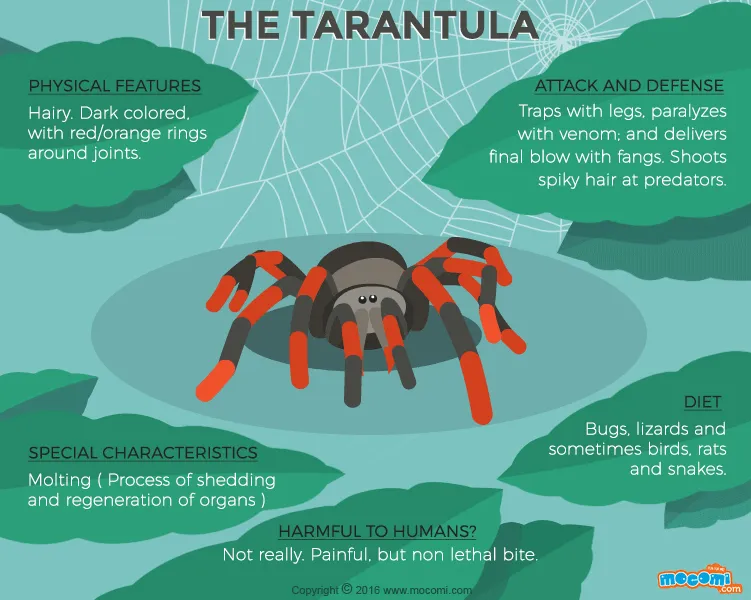 17226 tarantula venom