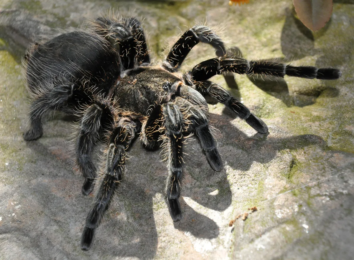 17227 goliath birdeater tarantula defensive