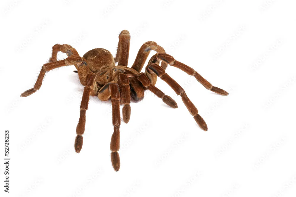 17227 goliath birdeater tarantula feeding
