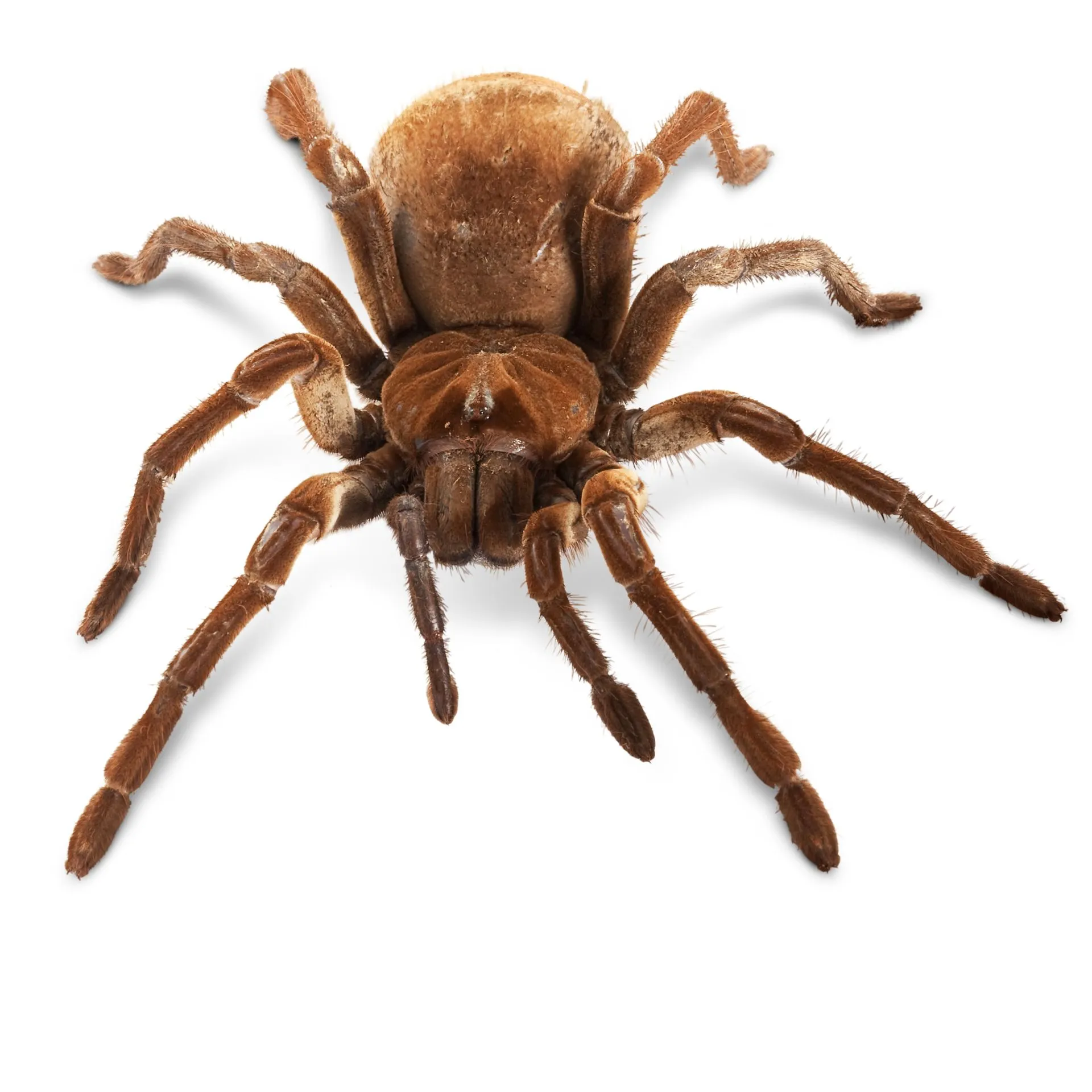 17227 goliath birdeater tarantula habitat