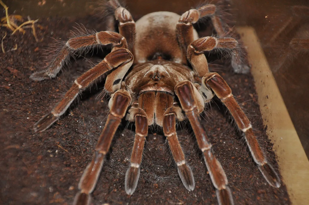 /img/17227-goliath-birdeater-tarantula-handling.webp