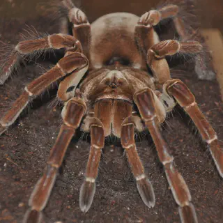/img/17227-goliath-birdeater-tarantula-handling.webp