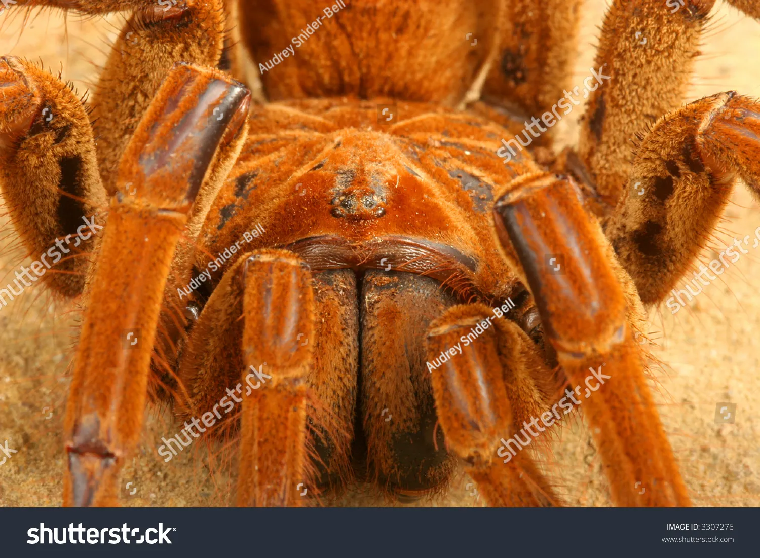 17227 goliath birdeater tarantula lifespan