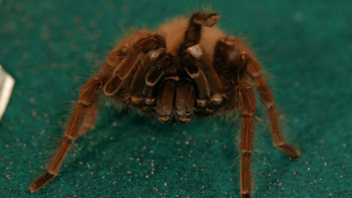 17227 goliath birdeater tarantula overview