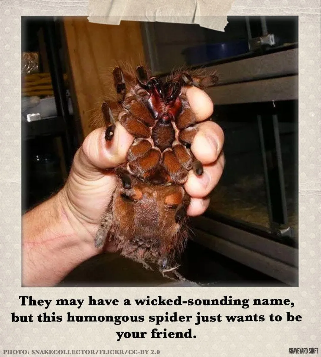 17227 goliath birdeater tarantula size