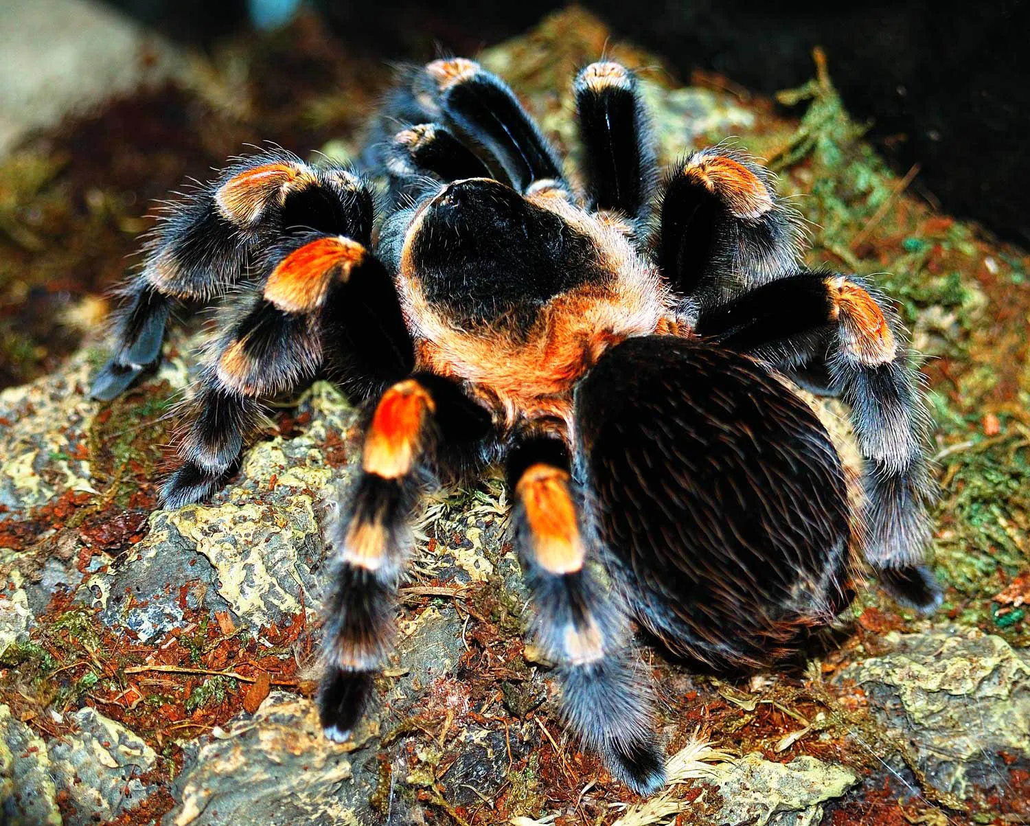 17228 mexican red knee tarantula feeding