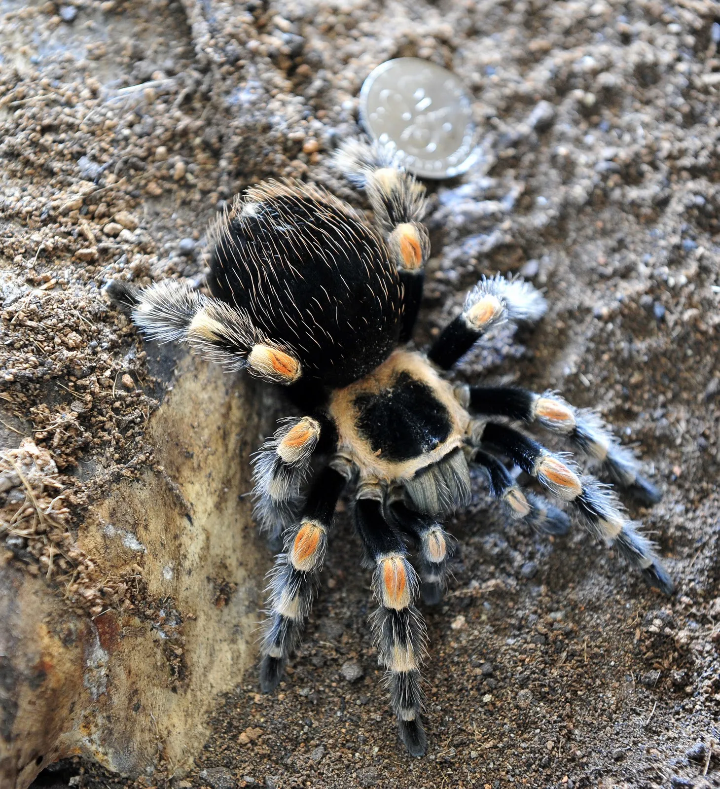17228 mexican red knee tarantula handling