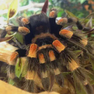 /img/17228-mexican-red-knee-tarantula-stress.webp