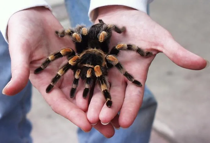 17228 mexican red knee tarantula substrate