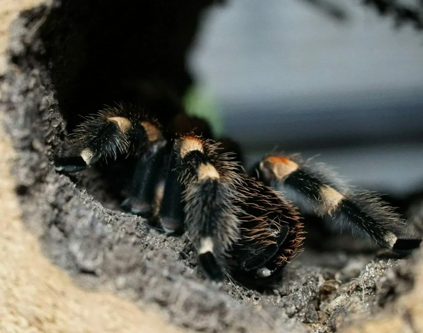 17228 mexican red knee tarantula water