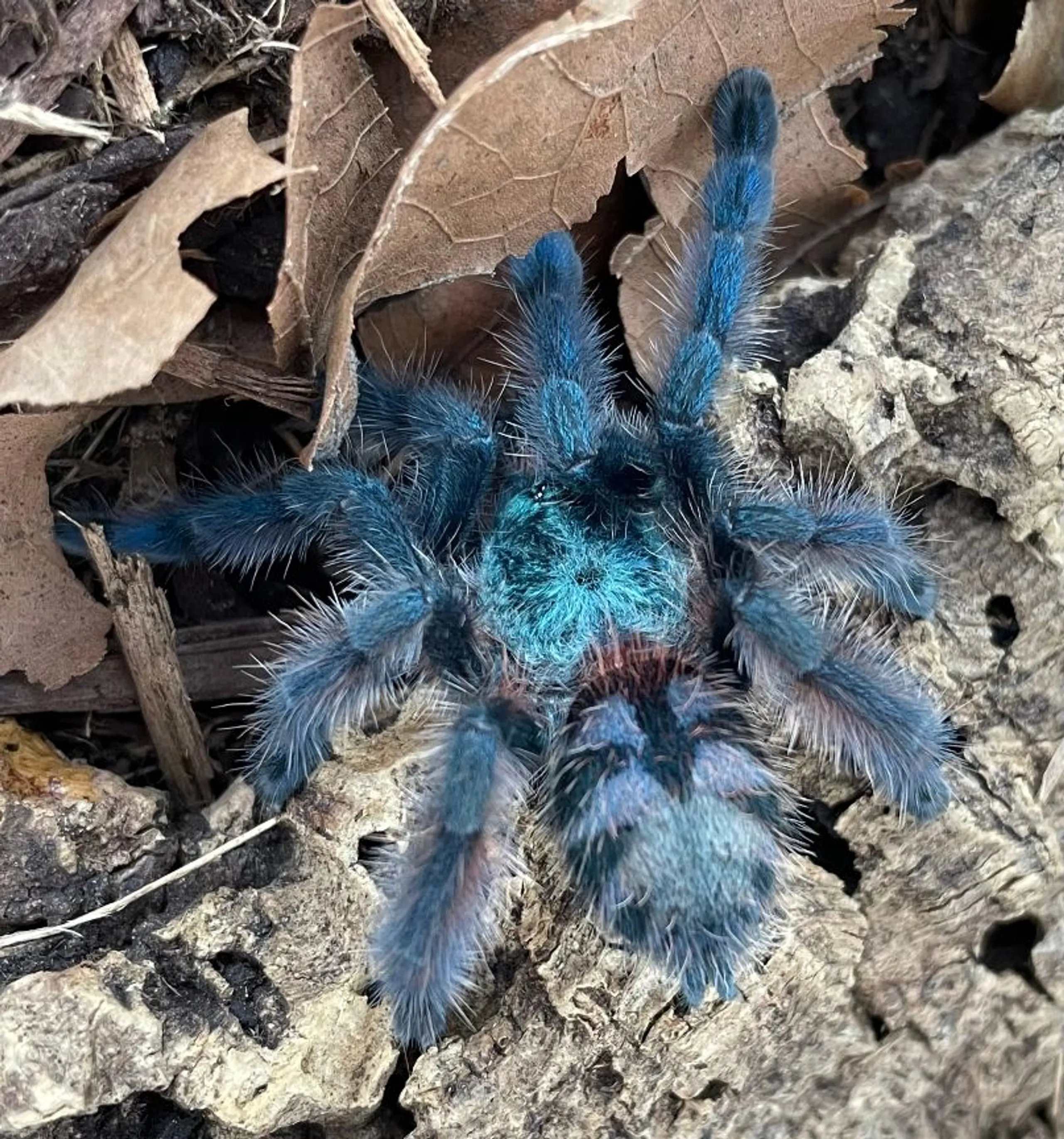 17229 versicolor tarantula beautiful