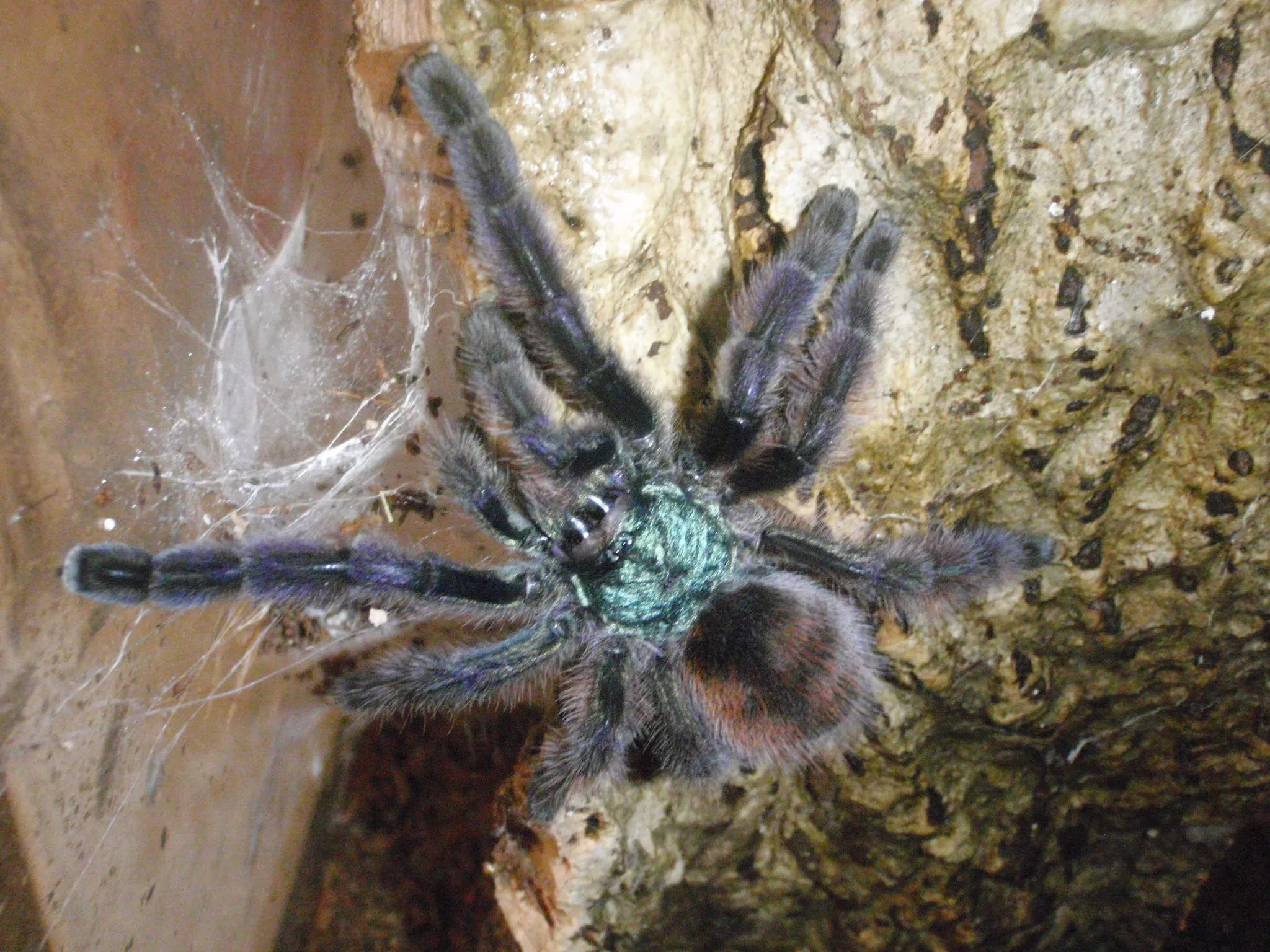 17229 versicolor tarantula colors