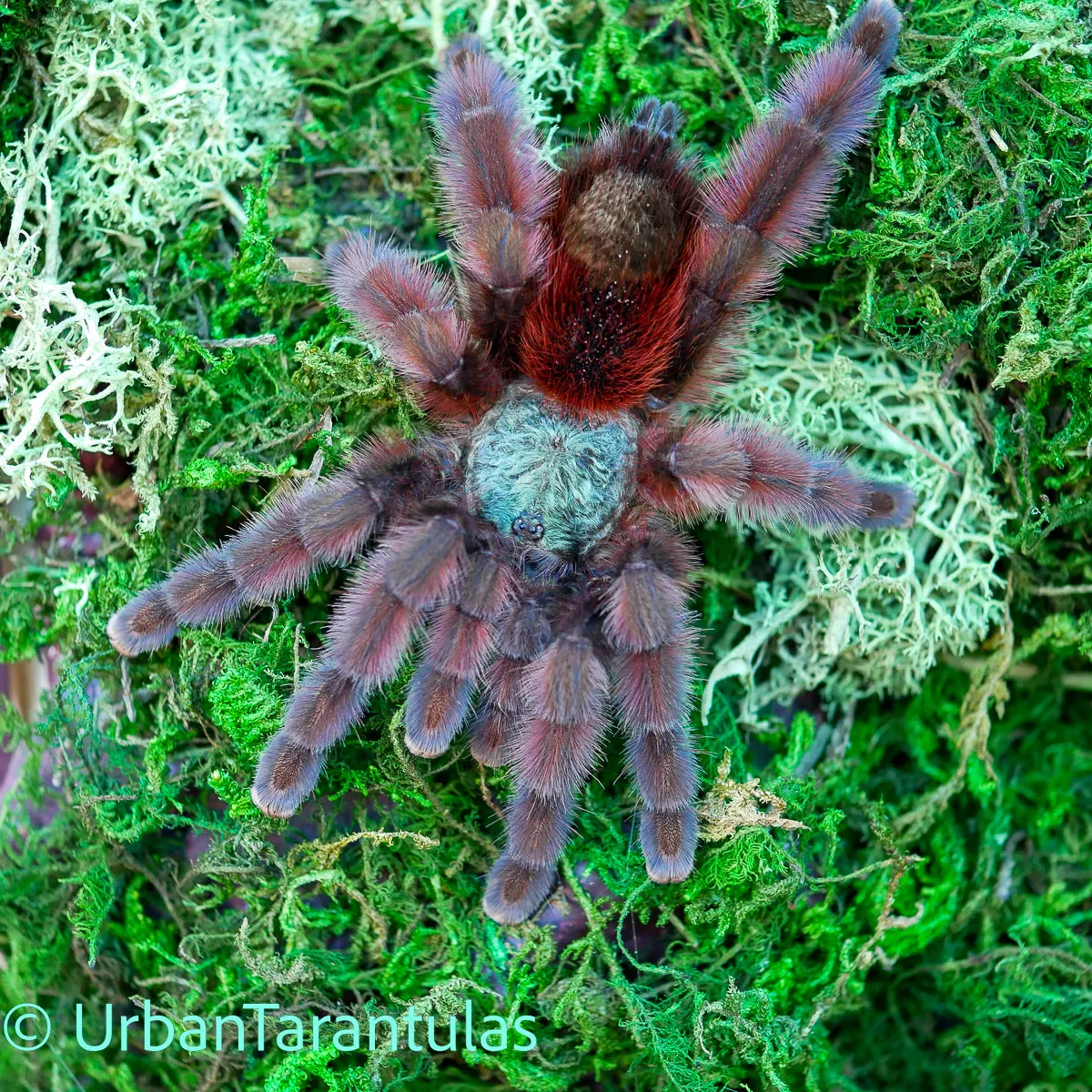 17229 versicolor tarantula enclosure