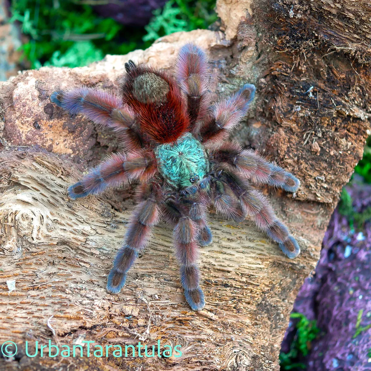 17229 versicolor tarantula feeding