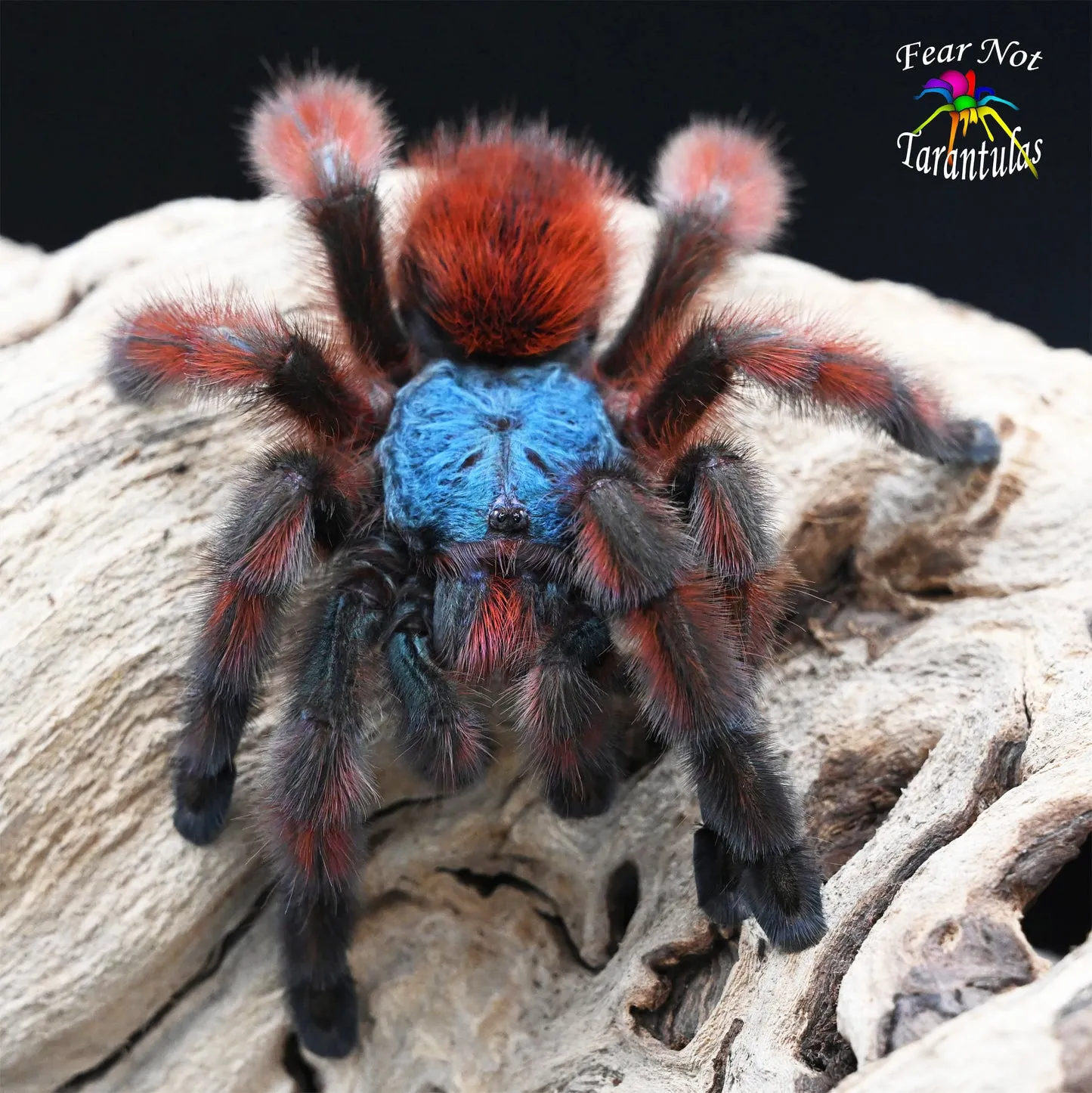 17229 versicolor tarantula habitat