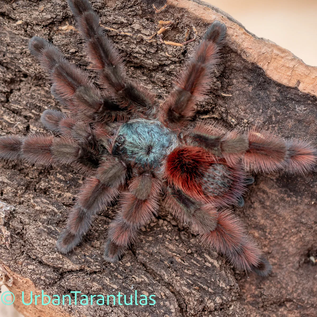 17229 versicolor tarantula handling