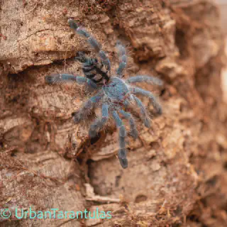 /img/17229-versicolor-tarantula-spiderlings.webp