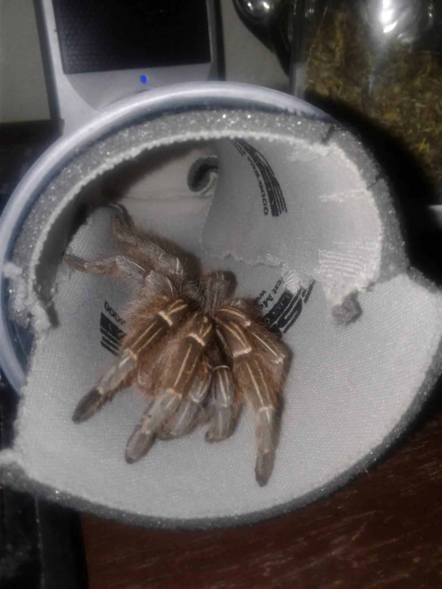 17232 hypixel skyblock tarantula