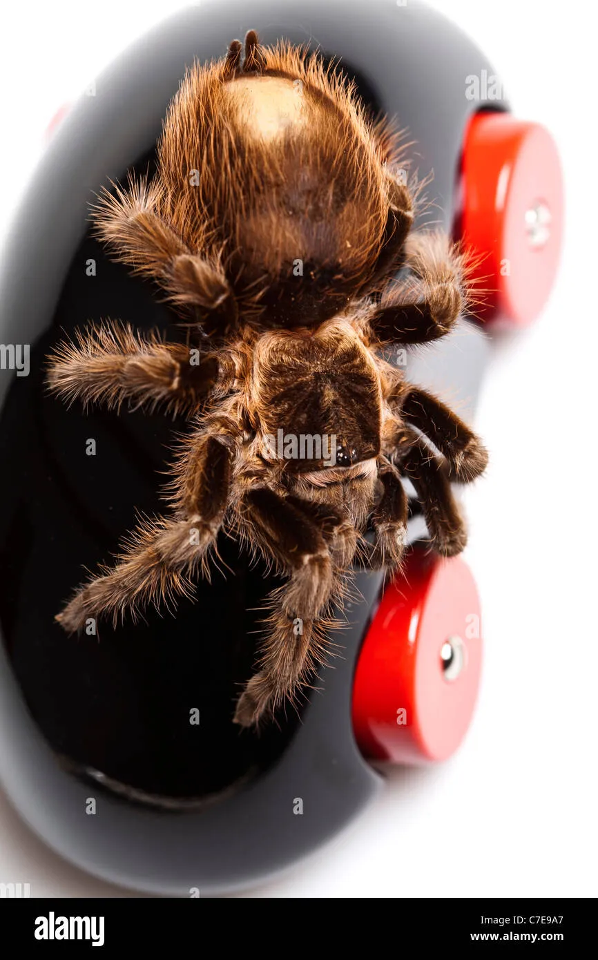 /img/17233-foam-tarantula-toy-cleaning.webp