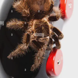 /img/17233-foam-tarantula-toy-cleaning.webp