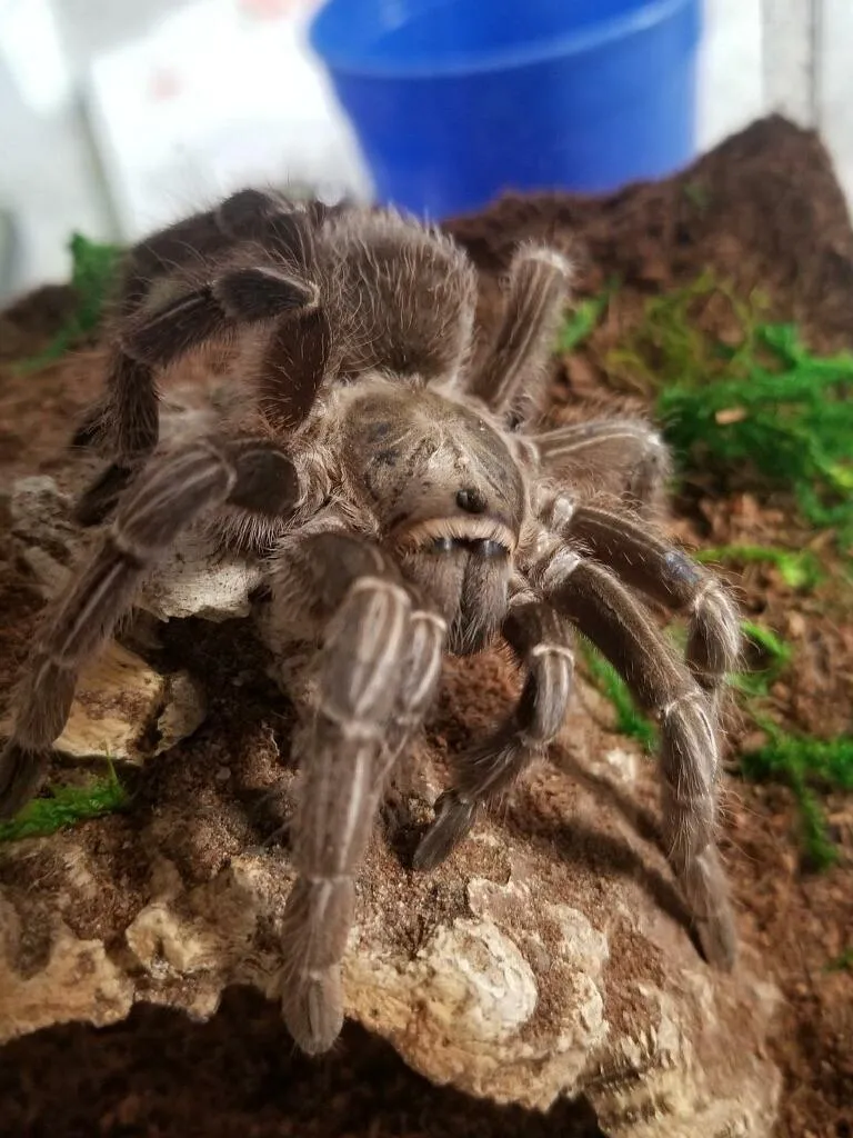 17234 tarantula enclosure