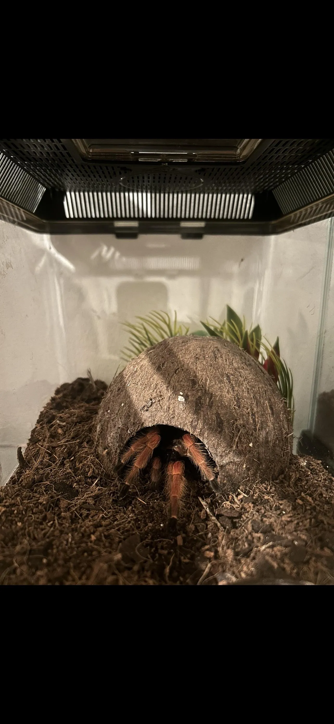 17234 tarantula feeding