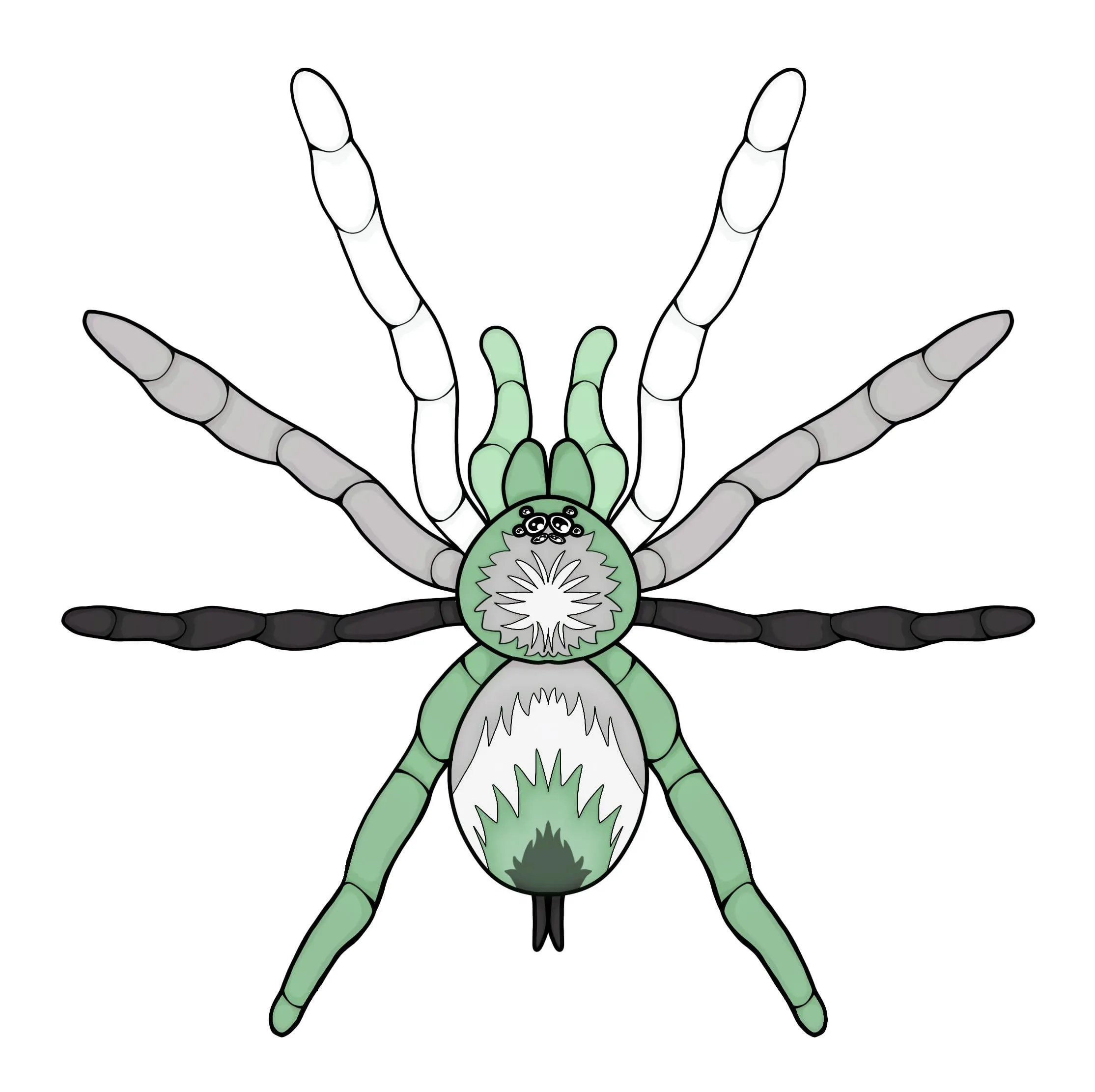 17234 tarantula handling