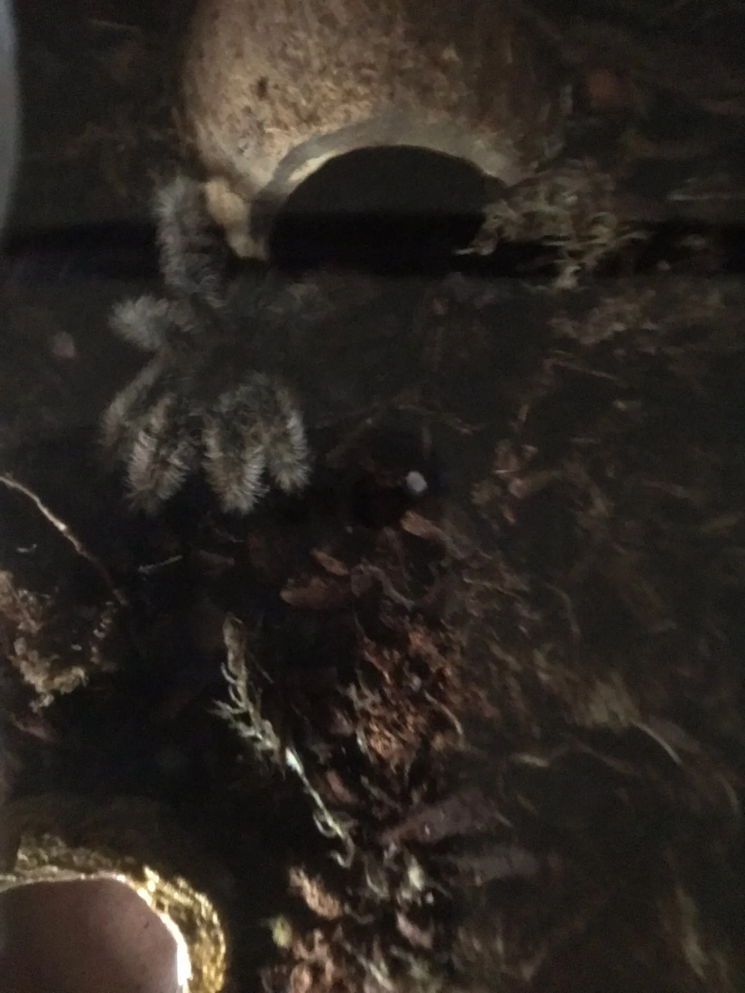 /img/17234-tarantula-health.webp