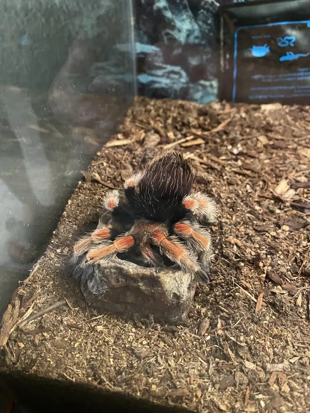 17234 tarantula thermometer