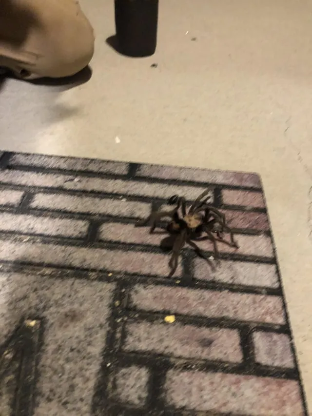 17234 tarantula water dish