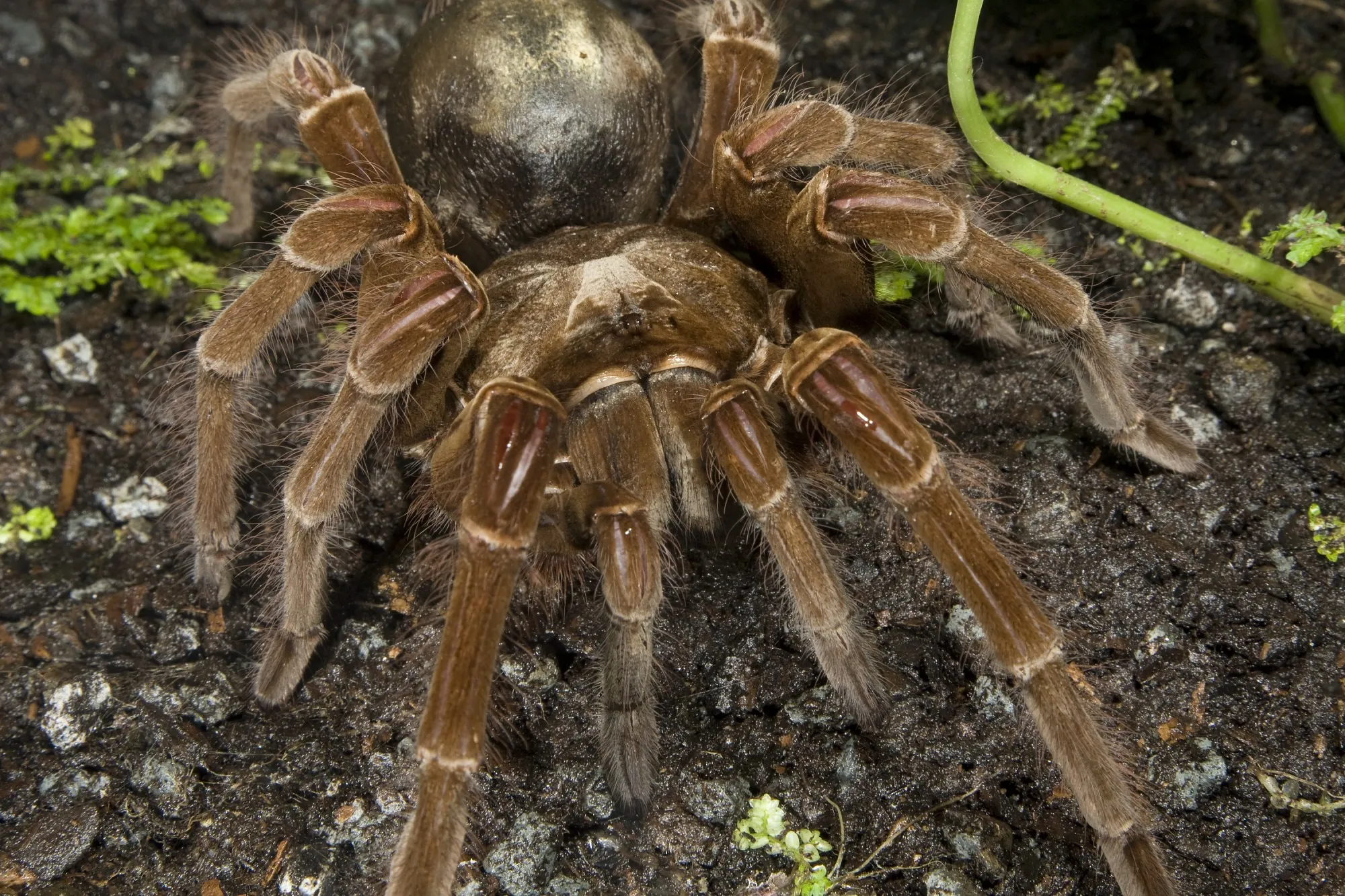 17235 goliath bird eater vs tarantula image2