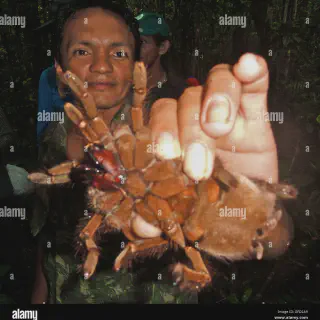 /img/17235-tarantula-appearance.webp